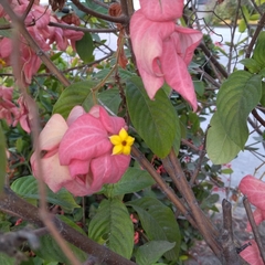 Mussaenda