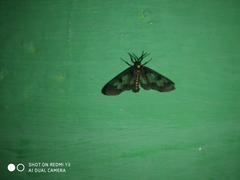 Eressa confinis