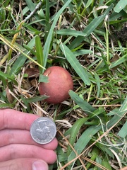 Hortiboletus campestris