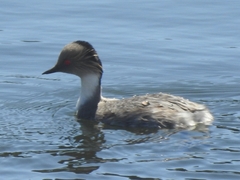 Podiceps occipitalis