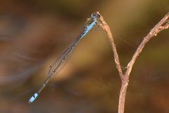 Pseudagrion rubriceps
