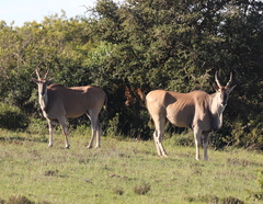 Tragelaphus oryx oryx