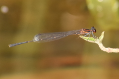 Prodasineura verticalis