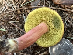 Hortiboletus campestris