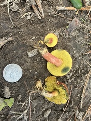 Hortiboletus campestris