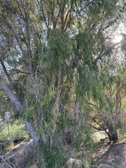 Melaleuca ericifolia