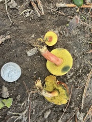 Hortiboletus campestris