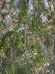 Melaleuca ericifolia