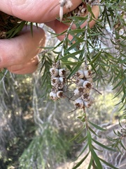 Melaleuca ericifolia