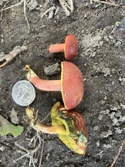 Hortiboletus campestris