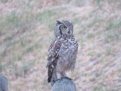 Bubo africanus africanus