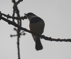 Batis capensis capensis