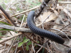 Ommatoiulus rutilans