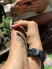 Pholidobolus vertebralis