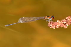 Prodasineura verticalis