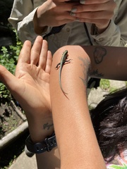 Pholidobolus vertebralis