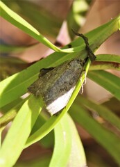 Condica sutor