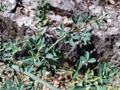 Calicotome spinosa