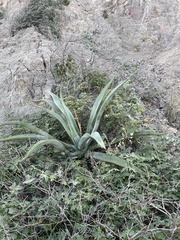Agave aurea