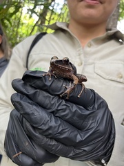 Pristimantis thectopternus