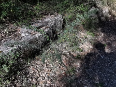 Calicotome spinosa