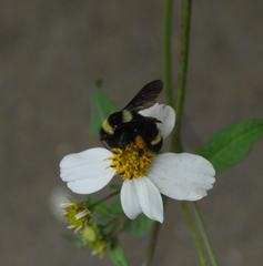 Bombus medius