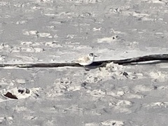Charadrius marginatus marginatus