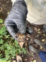 Pristimantis thectopternus