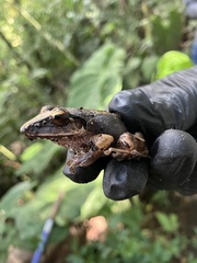 Pristimantis thectopternus