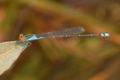 Pseudagrion rubriceps