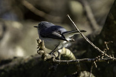 Polioptila caerulea