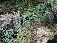 Calicotome spinosa