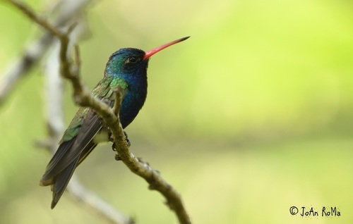 Turquoise-crowned Hummingbird