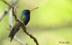Doubleday's Hummingbird photo 5