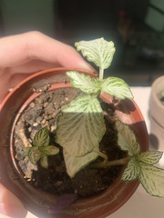 Fittonia