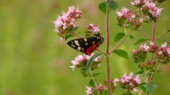 Callimorpha dominula