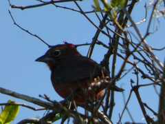 Coryphospingus cucullatus