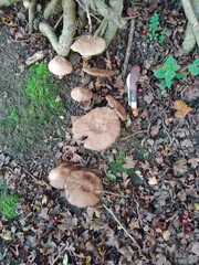 Agaricus sylvaticus