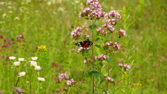 Callimorpha dominula
