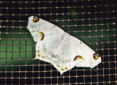 Sericoptera mahometaria
