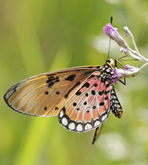 Acraea natalica