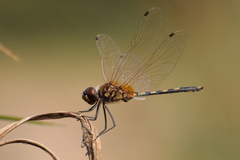 Trithemis pallidinervis