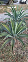 Agave desmettiana