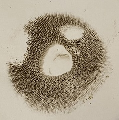 Hortiboletus campestris