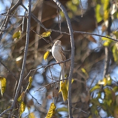 Spizella pallida