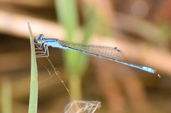 Pseudagrion spencei
