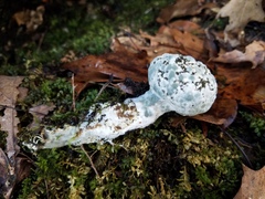 Hypomyces