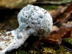 Hypomyces
