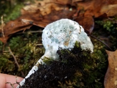 Hypomyces