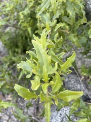 Bebbia atriplicifolia